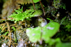 Corybas sanctigeorgianus