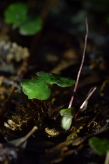 Corybas sanctigeorgianus