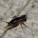 Hard-headed Crickets - Photo (c) Zinogre, some rights reserved (CC BY-SA), uploaded by Zinogre