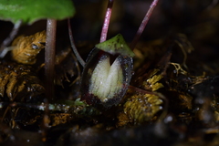 Corybas sanctigeorgianus