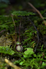 Corybas sanctigeorgianus