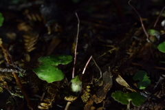 Corybas sanctigeorgianus