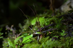 Corybas sanctigeorgianus