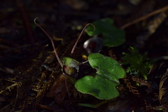 Corybas sanctigeorgianus