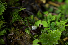 Corybas sanctigeorgianus