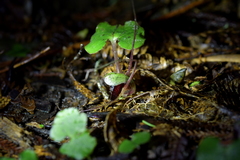 Corybas sanctigeorgianus