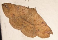 Ericeia congressa