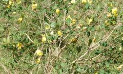 Crotalaria natalensis