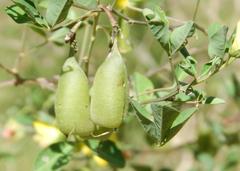 Crotalaria natalensis