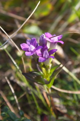 Gentianella auriculata
