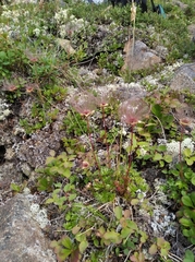 Sieversia pusilla