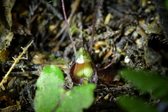 Corybas sanctigeorgianus