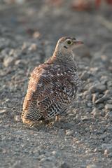 Pterocles bicinctus multicolor