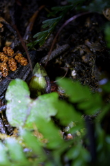 Corybas sanctigeorgianus