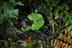 Corybas sanctigeorgianus