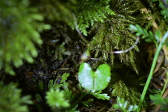 Corybas sanctigeorgianus