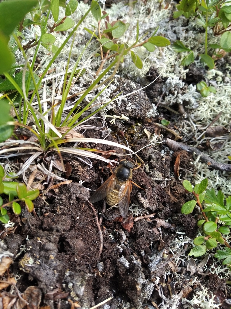 Hybomitra aequetincta