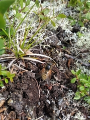 Hybomitra aequetincta