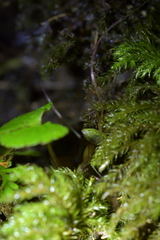 Corybas sanctigeorgianus