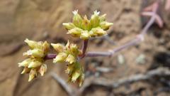 Crassula subaphylla subaphylla