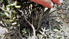 Crassula subaphylla subaphylla