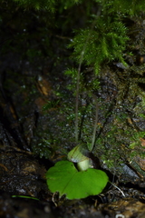 Corybas sanctigeorgianus