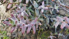 Crassula subaphylla subaphylla