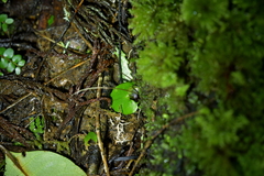 Corybas sanctigeorgianus