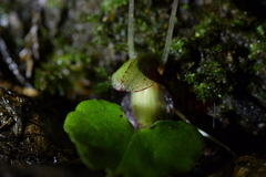 Corybas sanctigeorgianus