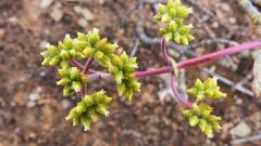 Crassula subaphylla subaphylla
