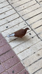 Columba livia domestica