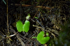 Corybas sanctigeorgianus
