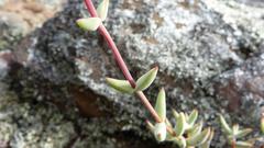 Crassula subaphylla subaphylla