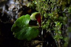 Corybas sanctigeorgianus