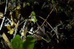 Corybas sanctigeorgianus