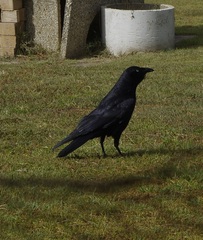 Corvus orru