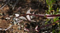 Crassula subaphylla subaphylla