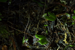 Corybas sanctigeorgianus