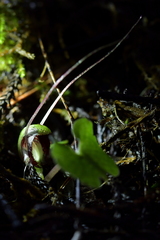 Corybas sanctigeorgianus