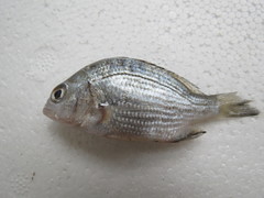 Acanthopagrus schlegelii