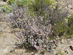 Crassula subaphylla subaphylla