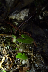 Corybas sanctigeorgianus