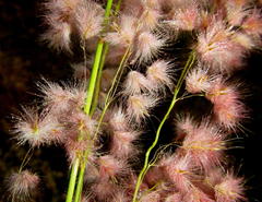 Melinis repens repens