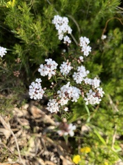 Leucopogon concurvus