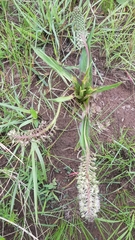 Ledebouria floribunda