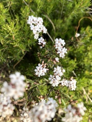 Leucopogon concurvus
