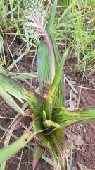 Ledebouria floribunda