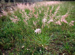 Melinis repens repens