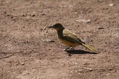 Chlorocichla flaviventris flaviventris