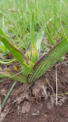 Ledebouria floribunda